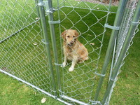 Pet Enclosures- Dogs